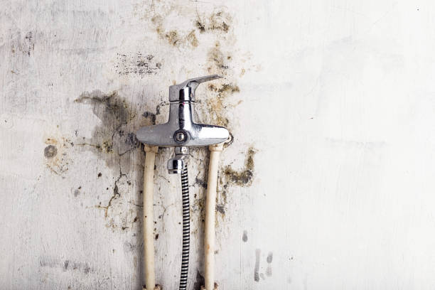 Trusted Hitchcock, TX Mold Remediation Experts