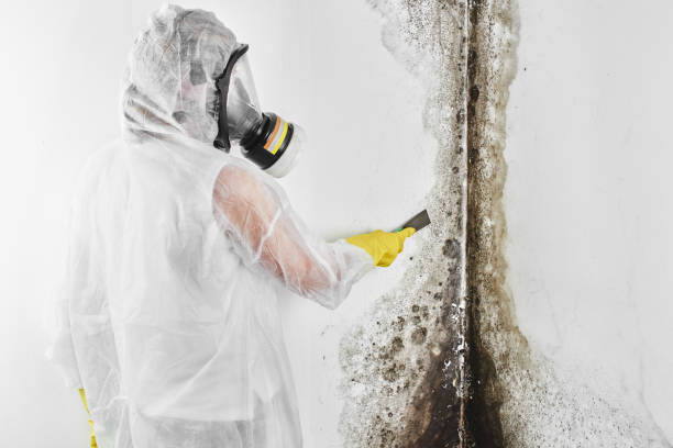 Best Residential Mold Remediation in Hitchcock, TX