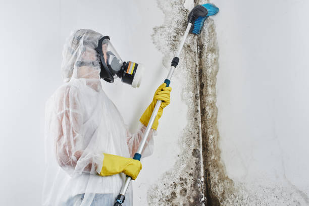 Best HVAC Mold Remediation in Hitchcock, TX
