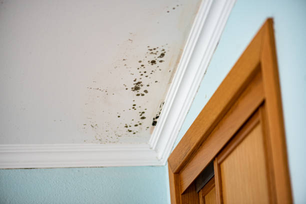 Best Emergency Mold Remediation in Hitchcock, TX