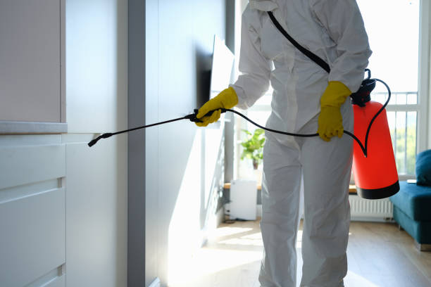 Best Kitchen Mold Remediation in Hitchcock, TX