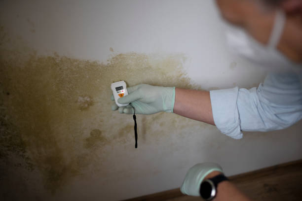 Best DIY Mold Remediation Support Services in Hitchcock, TX