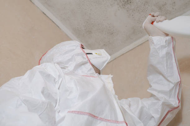 Best Commercial Mold Remediation in Hitchcock, TX