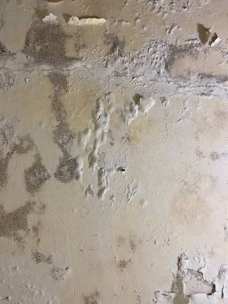 Best Industrial Mold Remediation in Hitchcock, TX