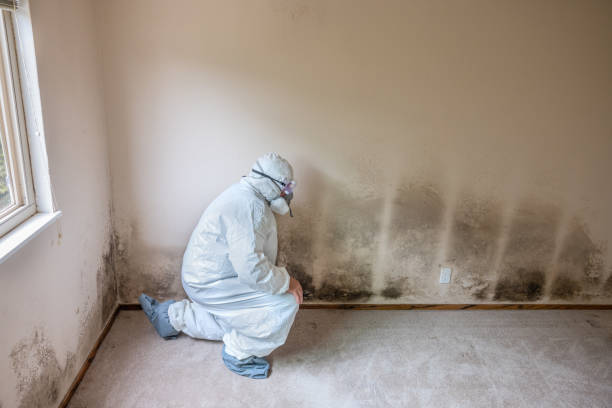 Best Commercial Mold Remediation in Hitchcock, TX
