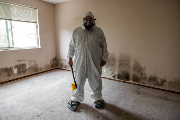 Best DIY Mold Remediation Support Services in Hitchcock, TX