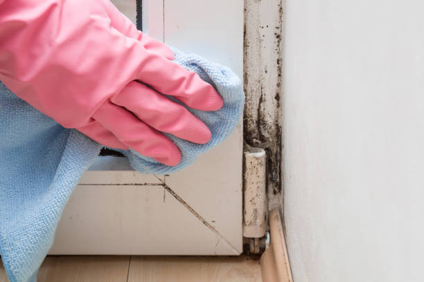 Hitchcock, TX Mold Remediation Company